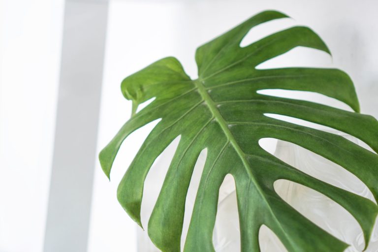 Swiss cheese plant leaf