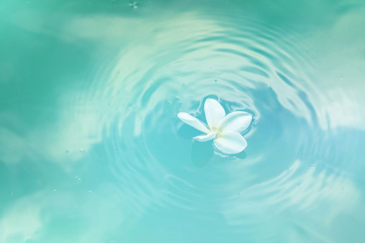 flower in the water